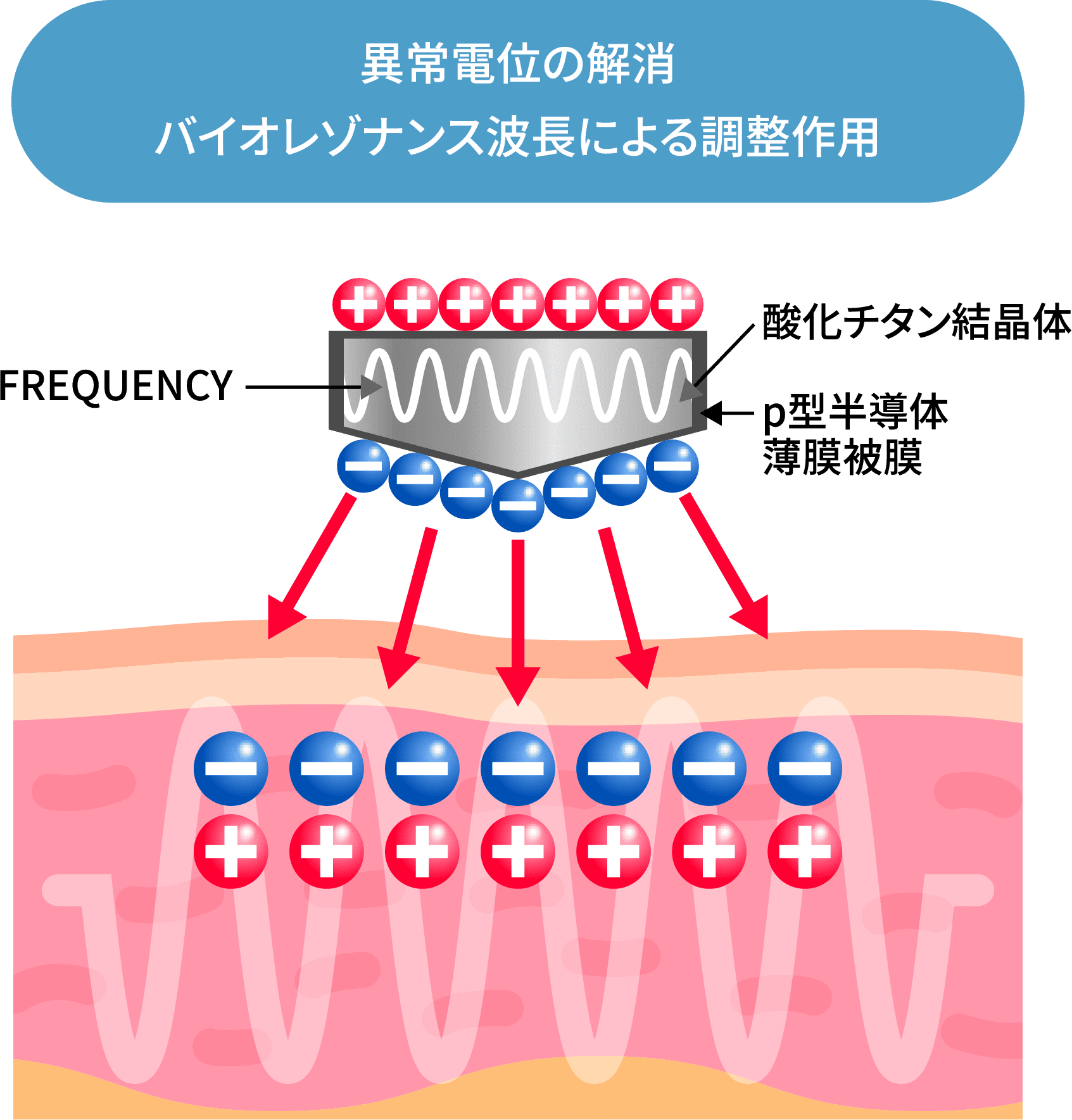 異常電位の解消バイオレゾナンス波長による調整作用